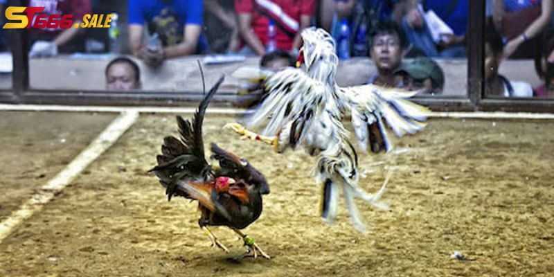 Những luật chơi đá gà Mỹ